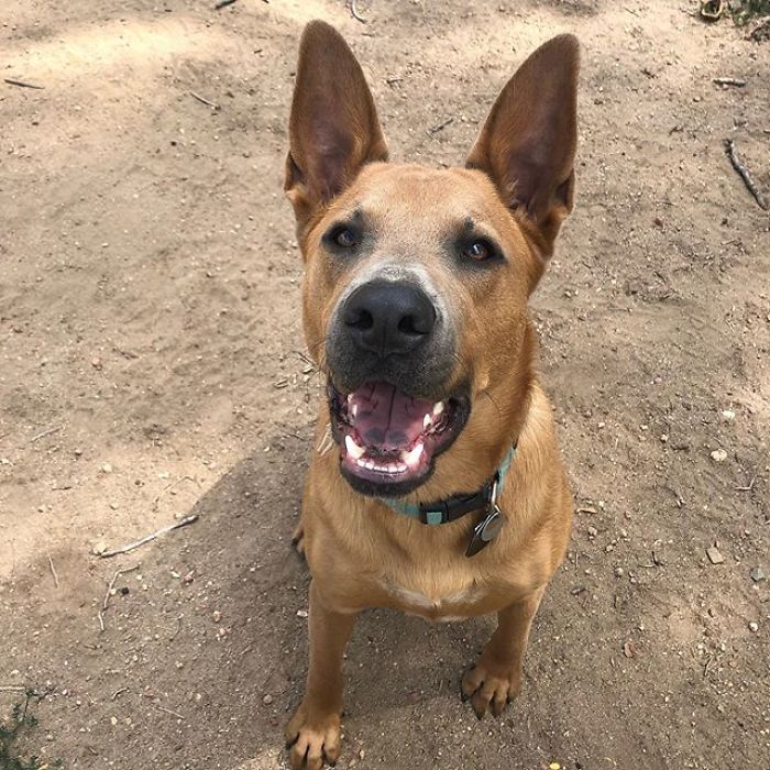 24 Scooby-Doo Lookalikes Just In Time For The Show’s 50 Year Anniversary 24 Scooby-Doo Lookalikes Just In Time For The Show’s 50 Year Anniversary