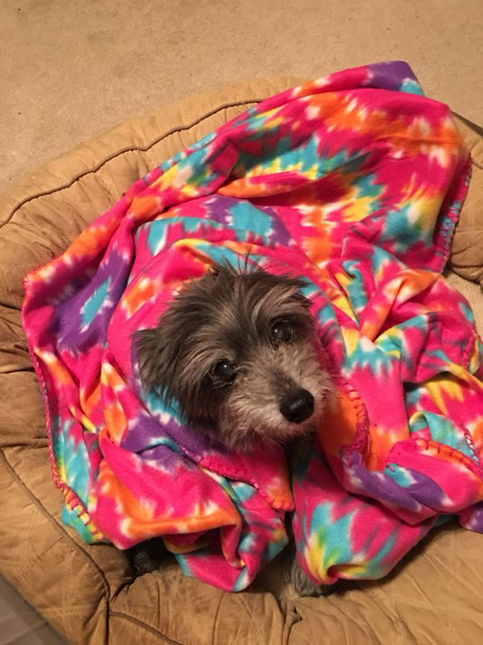 Woman Adopts A Senior Dog Because She Looked Like Her Childhood Puppy, Realizes It’s The Same Dog Woman Adopts A Senior Dog Because She Looked Like Her Childhood Puppy, Realizes It’s The Same Dog