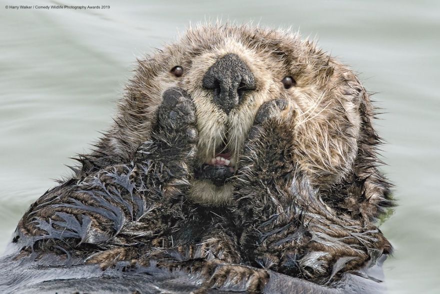 39 Of The Funniest Entries From The 2019 Comedy Wildlife Photography Awards