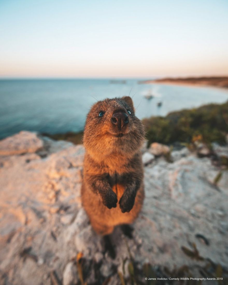 39 Of The Funniest Entries From The 2019 Comedy Wildlife Photography Awards