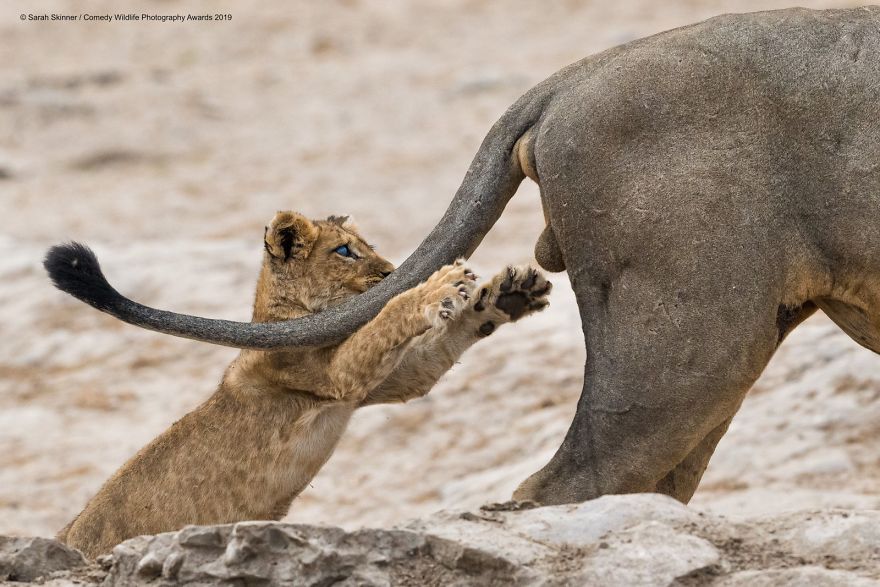 39 Of The Funniest Entries From The 2019 Comedy Wildlife Photography Awards
