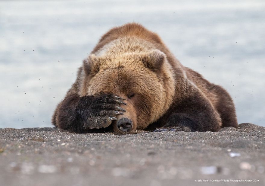 39 Of The Funniest Entries From The 2019 Comedy Wildlife Photography Awards