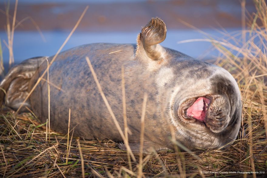 39 Of The Funniest Entries From The 2019 Comedy Wildlife Photography Awards