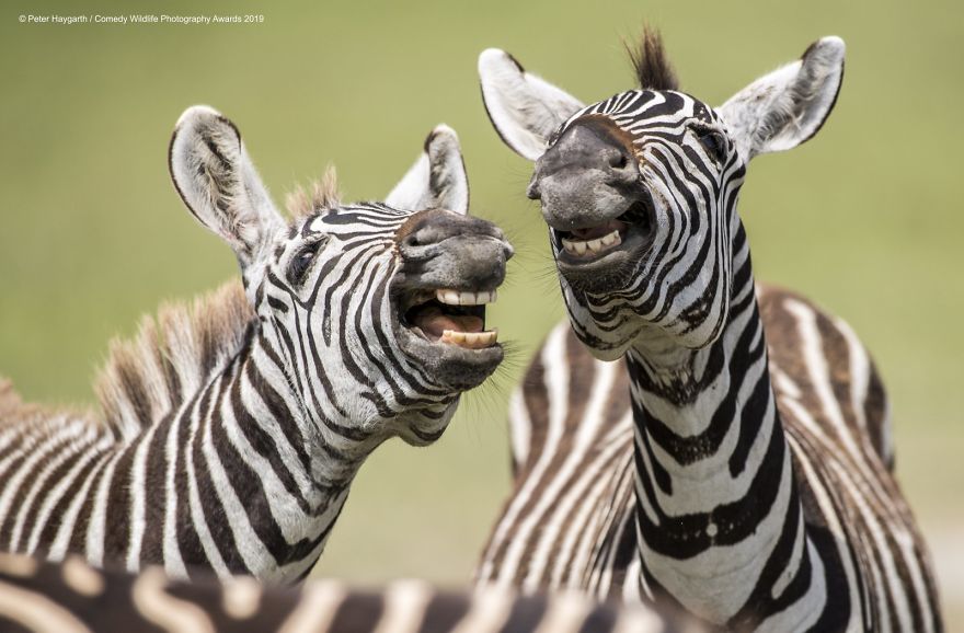 39 Of The Funniest Entries From The 2019 Comedy Wildlife Photography Awards