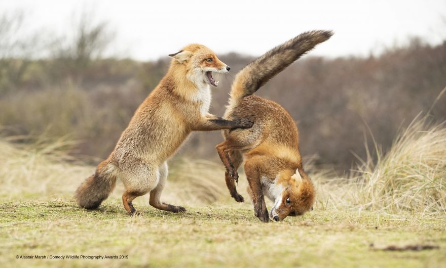 39 Of The Funniest Entries From The 2019 Comedy Wildlife Photography Awards