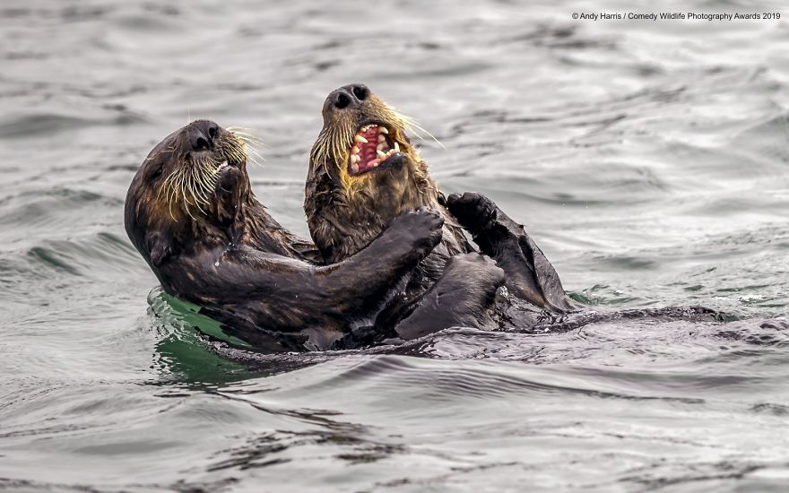 39 Of The Funniest Entries From The 2019 Comedy Wildlife Photography Awards