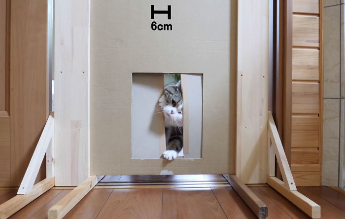 Person Wants To Find Out How Narrow A Gap Can Cats Squeeze Through, Conducts This Hilarious Experiment Person Wants To Find Out How Narrow A Gap Can Cats Squeeze Through, Conducts This Hilarious Experiment