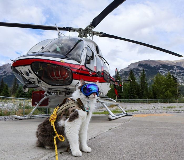 This Is Gary, The Meowntaineering Rescue Cat And His Adventures Are Adorable