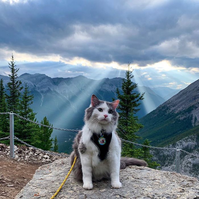 This Is Gary, The Meowntaineering Rescue Cat And His Adventures Are Adorable