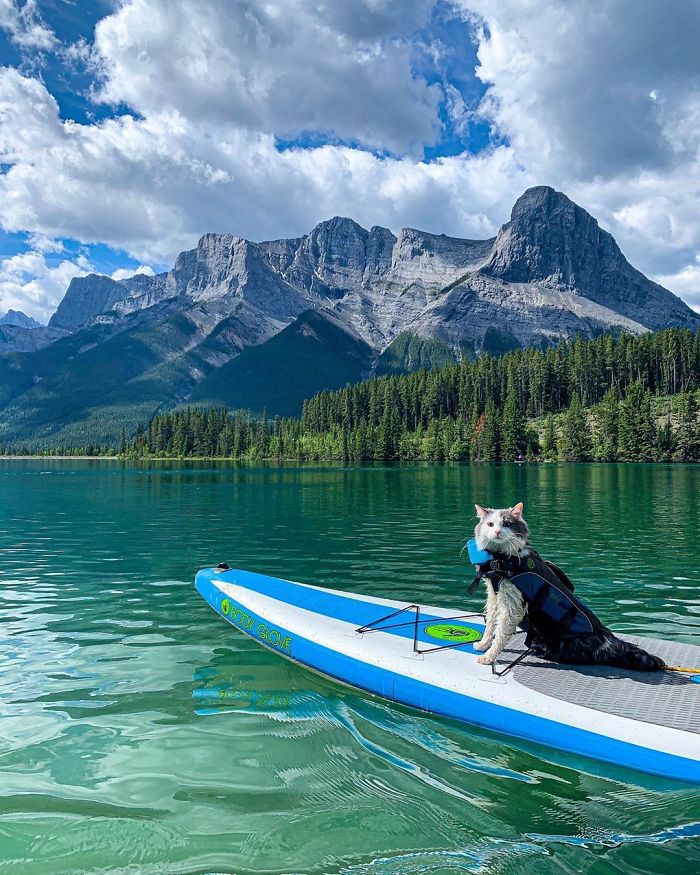 This Is Gary, The Meowntaineering Rescue Cat And His Adventures Are Adorable