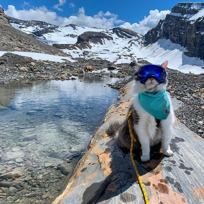 This Is Gary, The Meowntaineering Rescue Cat And His Adventures Are Adorable