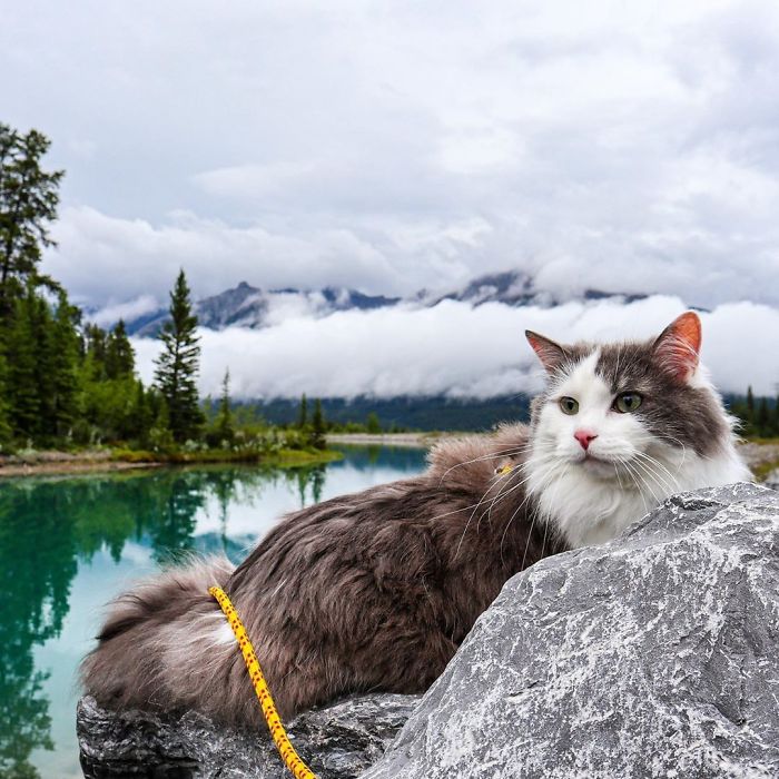 This Is Gary, The Meowntaineering Rescue Cat And His Adventures Are Adorable