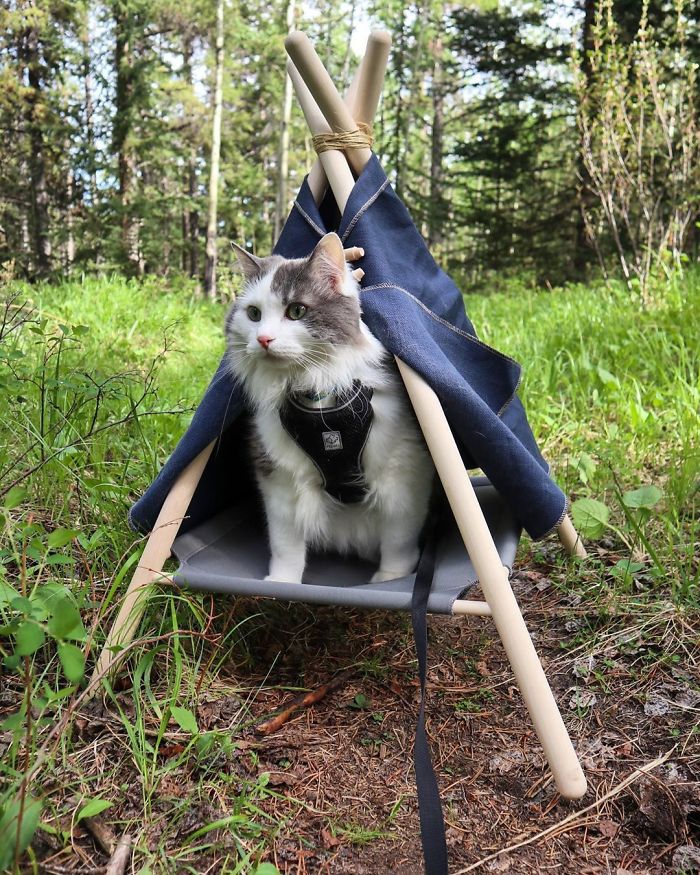 This Is Gary, The Meowntaineering Rescue Cat And His Adventures Are Adorable