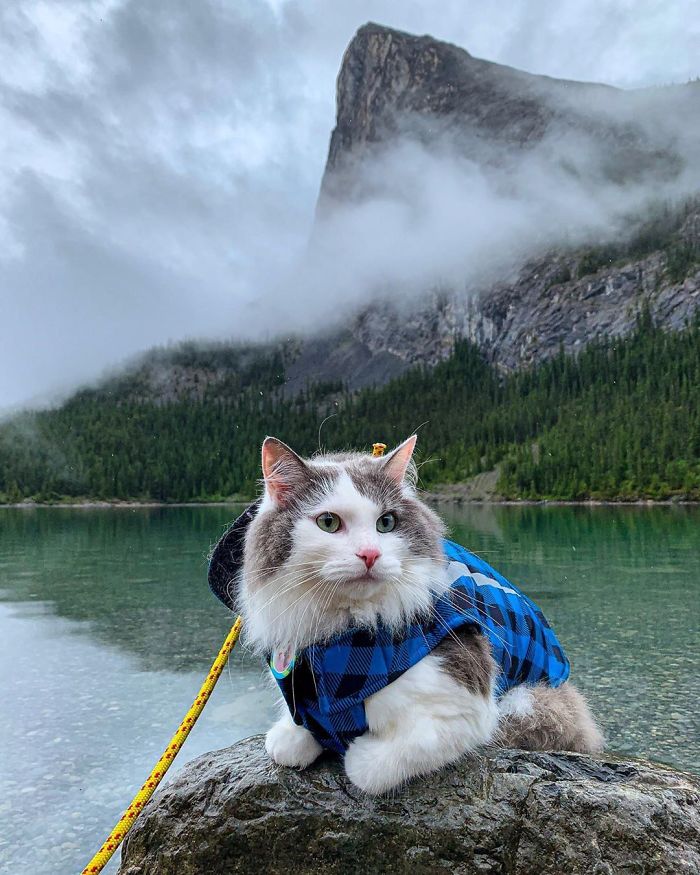 This Is Gary, The Meowntaineering Rescue Cat And His Adventures Are Adorable