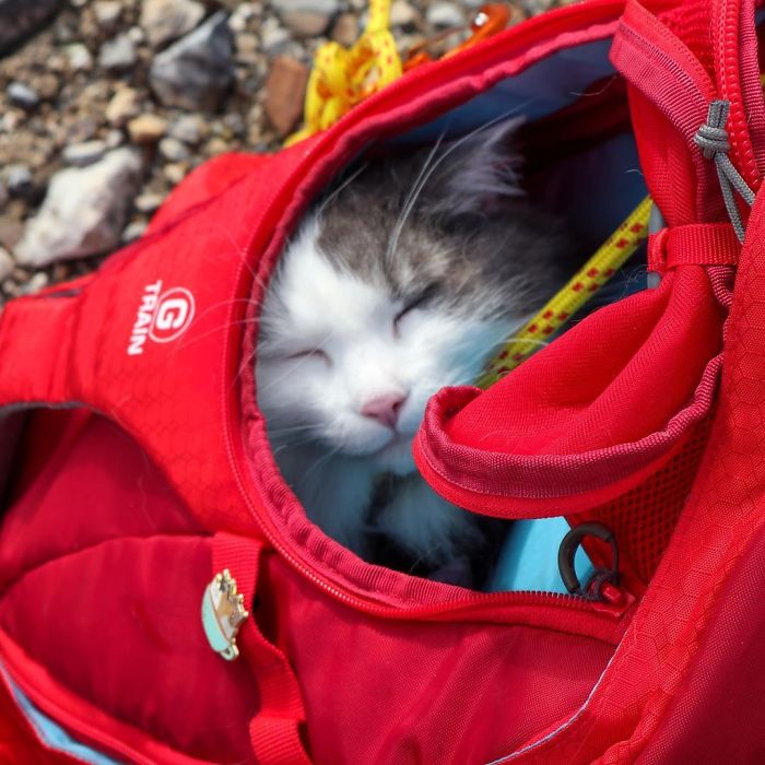This Is Gary, The Meowntaineering Rescue Cat And His Adventures Are Adorable