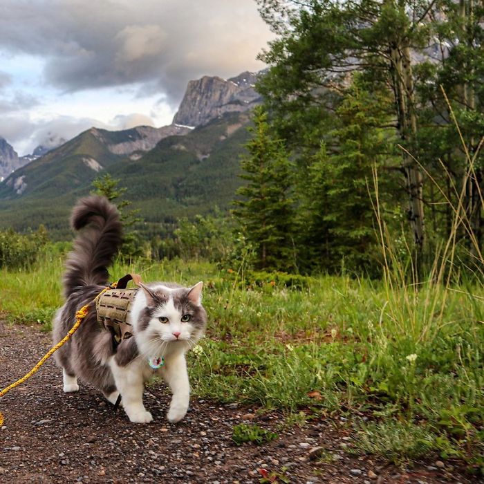 This Is Gary, The Meowntaineering Rescue Cat And His Adventures Are Adorable