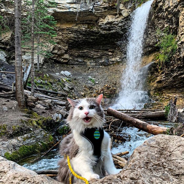This Is Gary, The Meowntaineering Rescue Cat And His Adventures Are Adorable