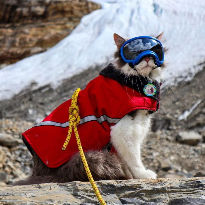This Is Gary, The Meowntaineering Rescue Cat And His Adventures Are Adorable