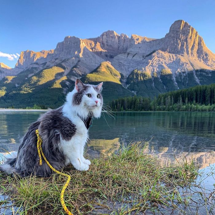 This Is Gary, The Meowntaineering Rescue Cat And His Adventures Are Adorable