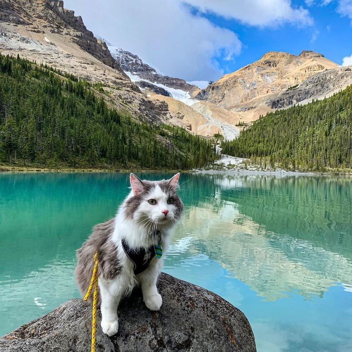 This Is Gary, The Meowntaineering Rescue Cat And His Adventures Are Adorable