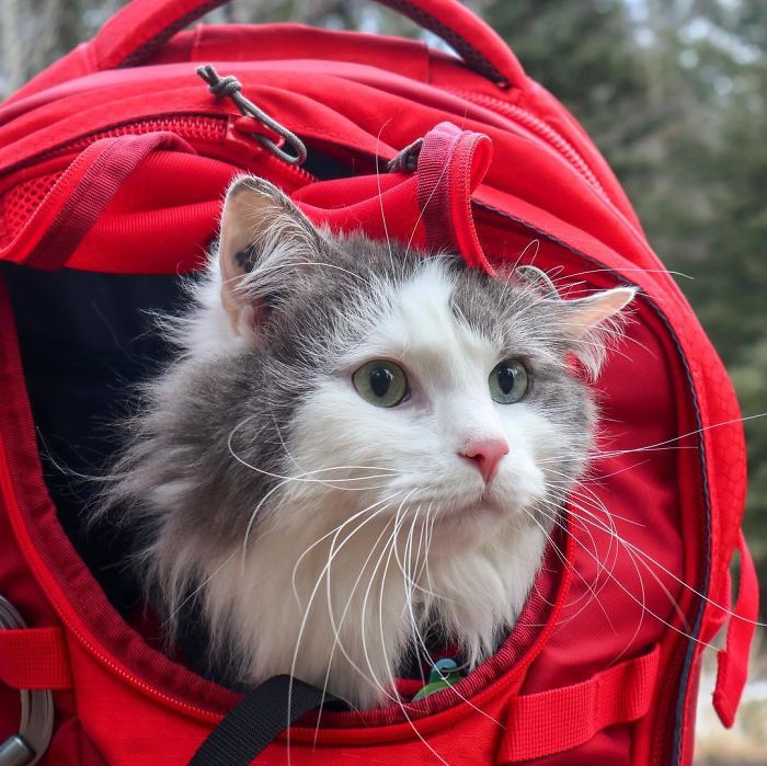 This Is Gary, The Meowntaineering Rescue Cat And His Adventures Are Adorable