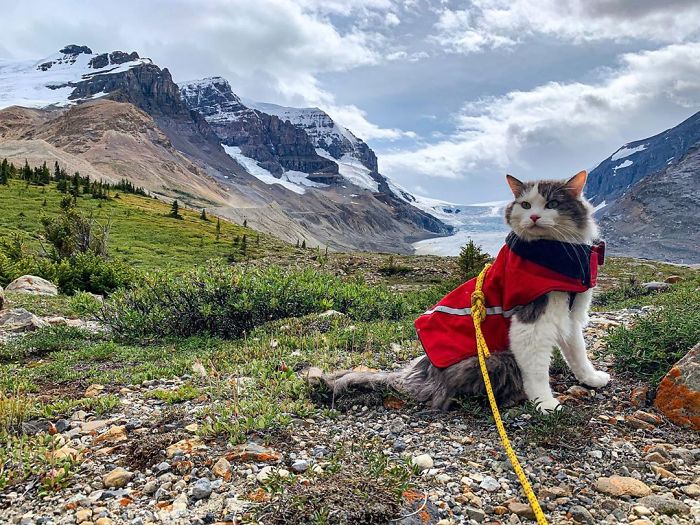 This Is Gary, The Meowntaineering Rescue Cat And His Adventures Are Adorable