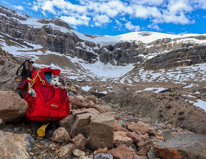 This Is Gary, The Meowntaineering Rescue Cat And His Adventures Are Adorable