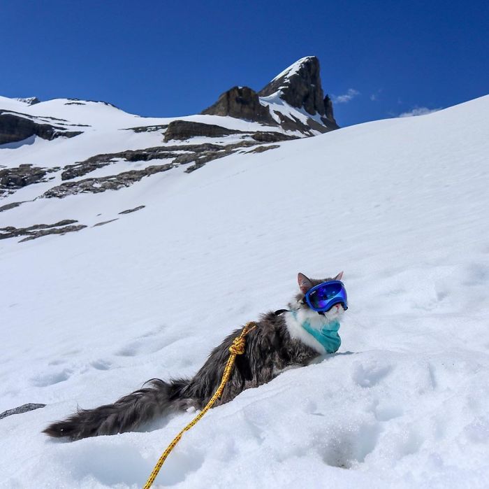 This Is Gary, The Meowntaineering Rescue Cat And His Adventures Are Adorable