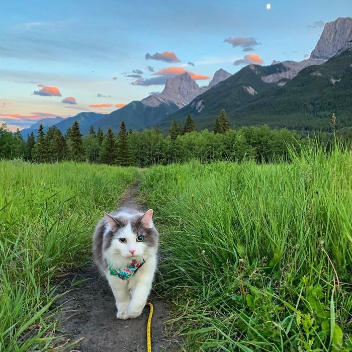 This Is Gary, The Meowntaineering Rescue Cat And His Adventures Are Adorable