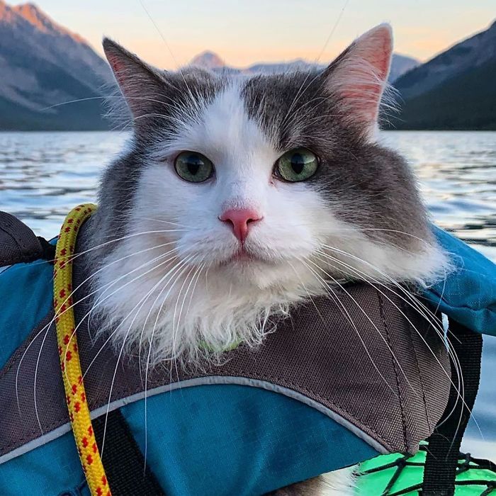 This Is Gary, The Meowntaineering Rescue Cat And His Adventures Are Adorable