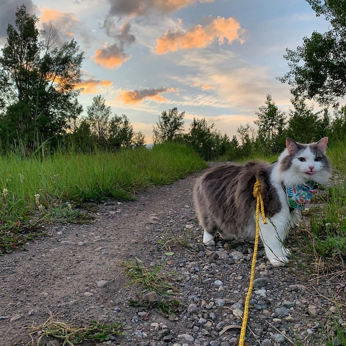 This Is Gary, The Meowntaineering Rescue Cat And His Adventures Are Adorable