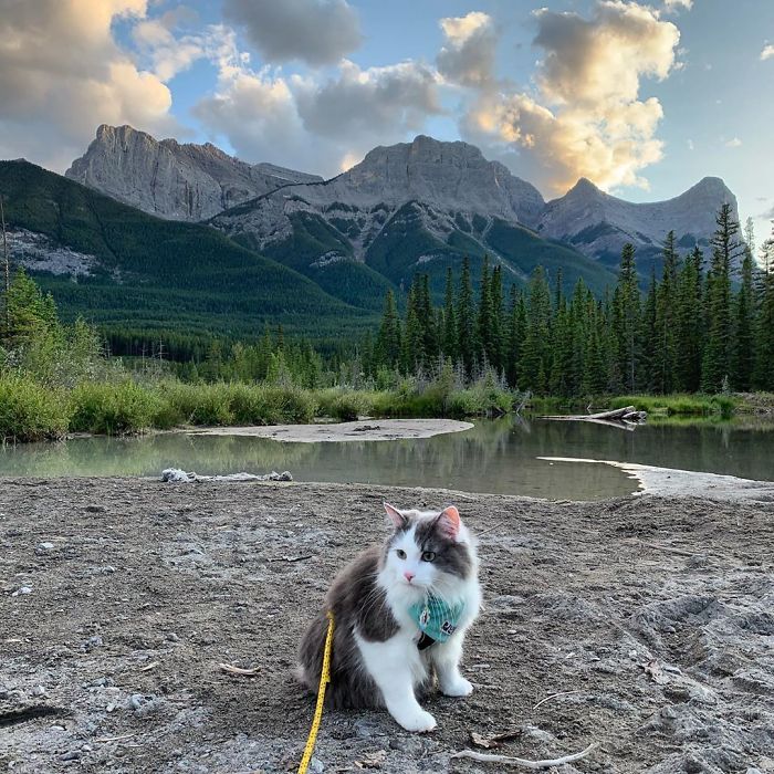 This Is Gary, The Meowntaineering Rescue Cat And His Adventures Are Adorable