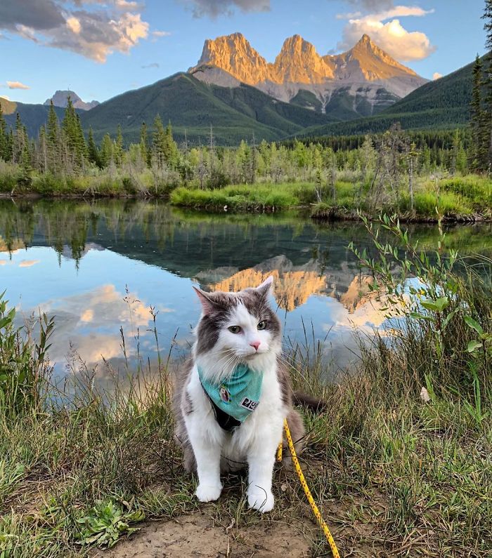 This Is Gary, The Meowntaineering Rescue Cat And His Adventures Are Adorable