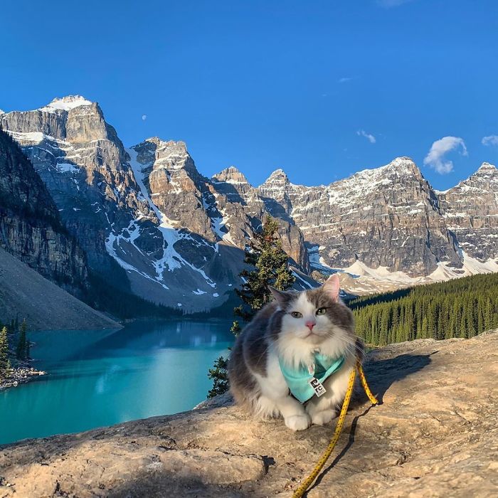 This Is Gary, The Meowntaineering Rescue Cat And His Adventures Are Adorable