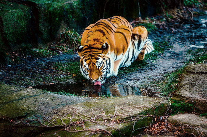 Turns Out, Tigers Have Spots That Look Like Eyes On Their Ears To Confuse Prey