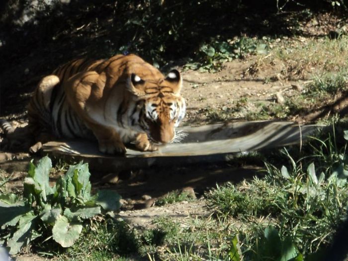 Turns Out, Tigers Have Spots That Look Like Eyes On Their Ears To Confuse Prey