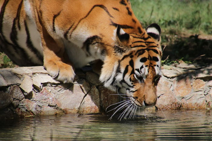 Turns Out, Tigers Have Spots That Look Like Eyes On Their Ears To Confuse Prey