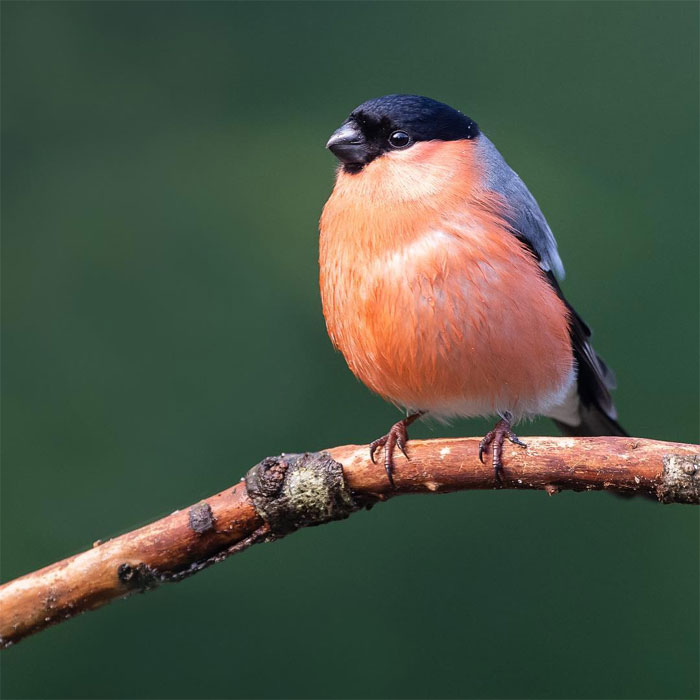 Photographer Captures The Precious Moments Of What Happens In Nature When No One’s Around (30 Pics) Photographer Captures The Precious Moments Of What Happens In Nature When No One’s Around (30 Pics)