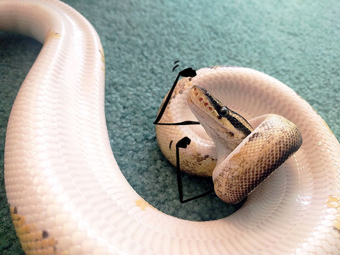 People Are Doodling On Snake Pics And The New Scenarios Are Hilarious (30 Pics) People Are Doodling On Snake Pics And The New Scenarios Are Hilarious (30 Pics)