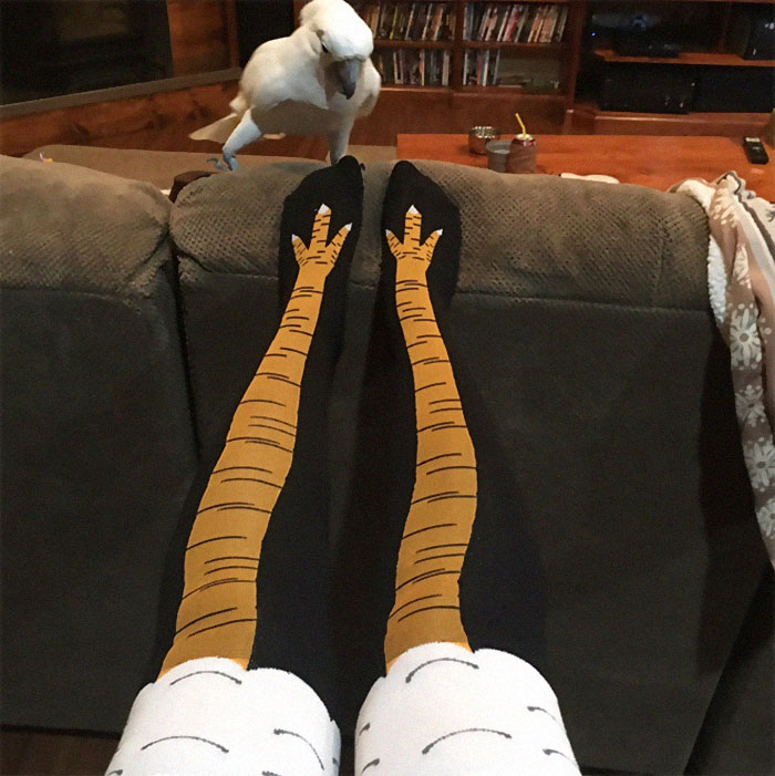 Chicken Leg Socks Are A Thing And They Look Hilarious (19 Pics) Chicken Leg Socks Are A Thing And They Look Hilarious (19 Pics)