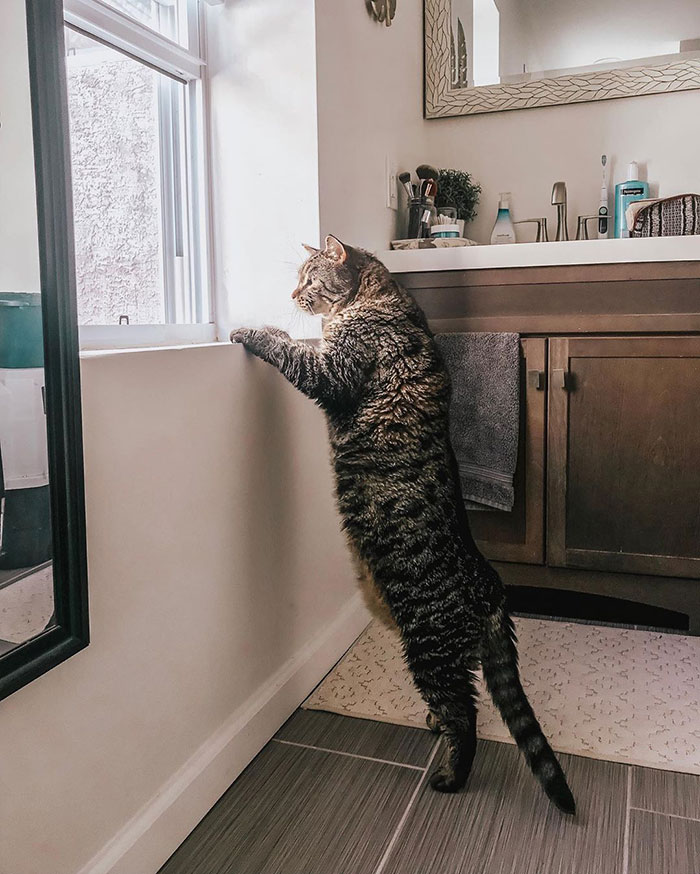 After People Went Crazy Over This 26lb Chonky Cat, He Finally Gets Adopted