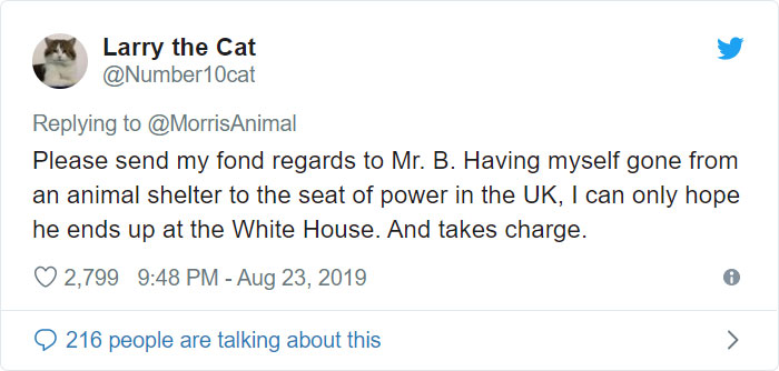 After People Went Crazy Over This 26lb Chonky Cat, He Finally Gets Adopted