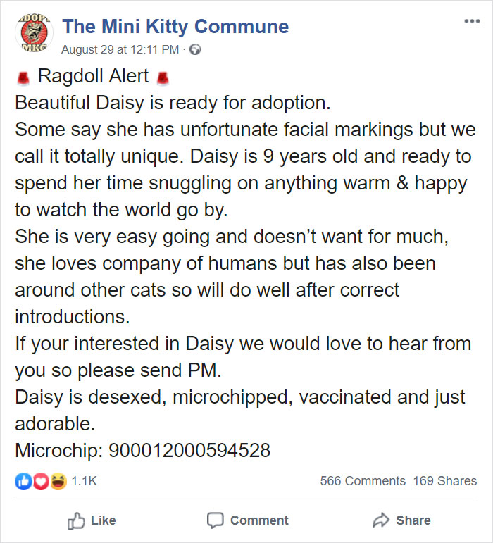 This Cat Can’t Get A Home Because Of Her Facial Markings This Cat Can’t Get A Home Because Of Her Facial Markings