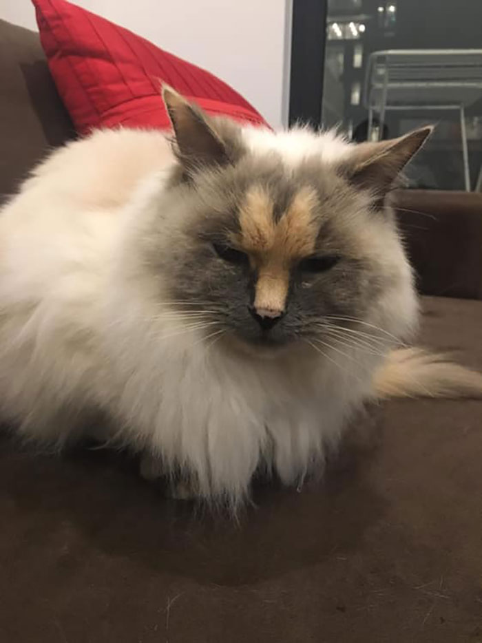 This Cat Can’t Get A Home Because Of Her Facial Markings This Cat Can’t Get A Home Because Of Her Facial Markings