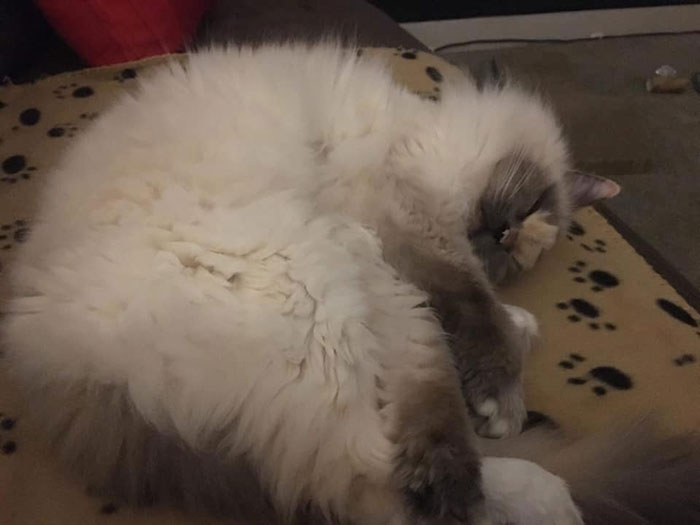 This Cat Can’t Get A Home Because Of Her Facial Markings This Cat Can’t Get A Home Because Of Her Facial Markings