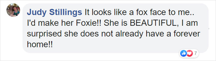 This Cat Can’t Get A Home Because Of Her Facial Markings This Cat Can’t Get A Home Because Of Her Facial Markings