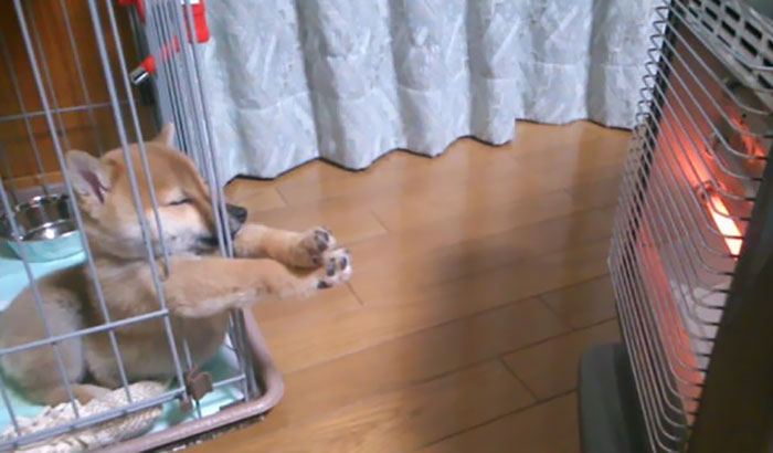 50 Times Dogs Managed To Fall Asleep In Hilariously Awkward Positions 50 Times Dogs Managed To Fall Asleep In Hilariously Awkward Positions