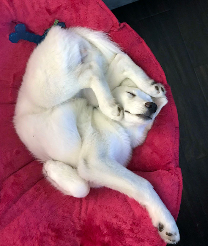50 Times Dogs Managed To Fall Asleep In Hilariously Awkward Positions 50 Times Dogs Managed To Fall Asleep In Hilariously Awkward Positions