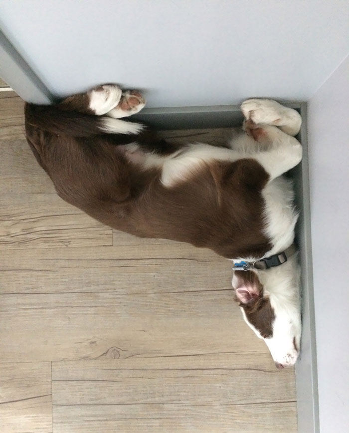 50 Times Dogs Managed To Fall Asleep In Hilariously Awkward Positions 50 Times Dogs Managed To Fall Asleep In Hilariously Awkward Positions