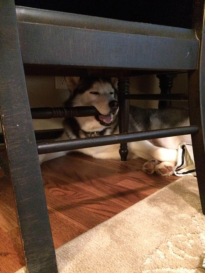 50 Times Dogs Managed To Fall Asleep In Hilariously Awkward Positions 50 Times Dogs Managed To Fall Asleep In Hilariously Awkward Positions